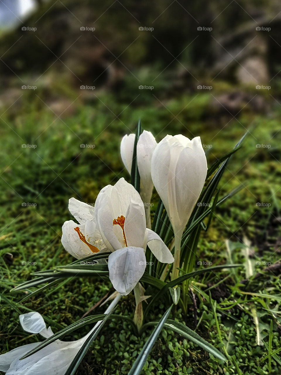 White crocuses. Crocus is one of the first spring flower