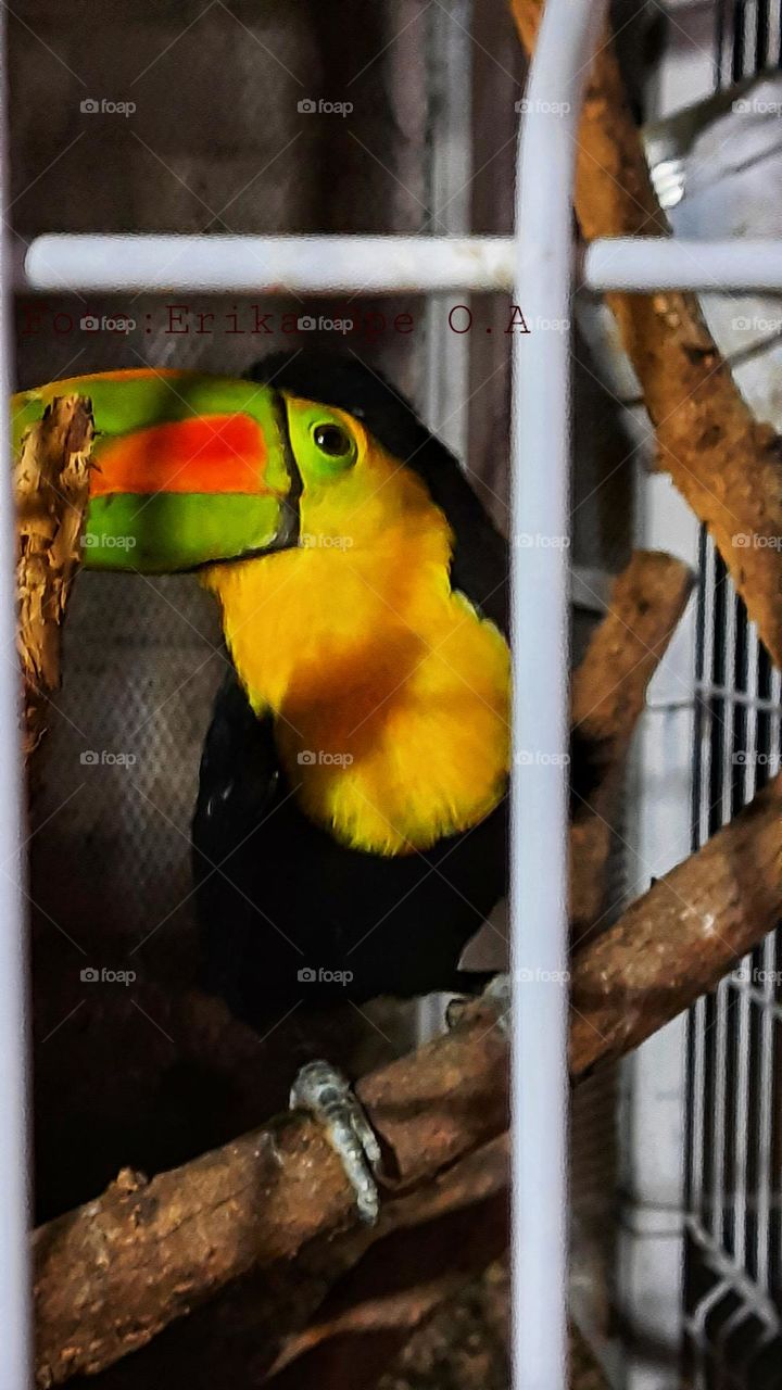 Beautiful toucan,toucan,colorful,animals,mascot,yellow,black,fauna,bird,caje