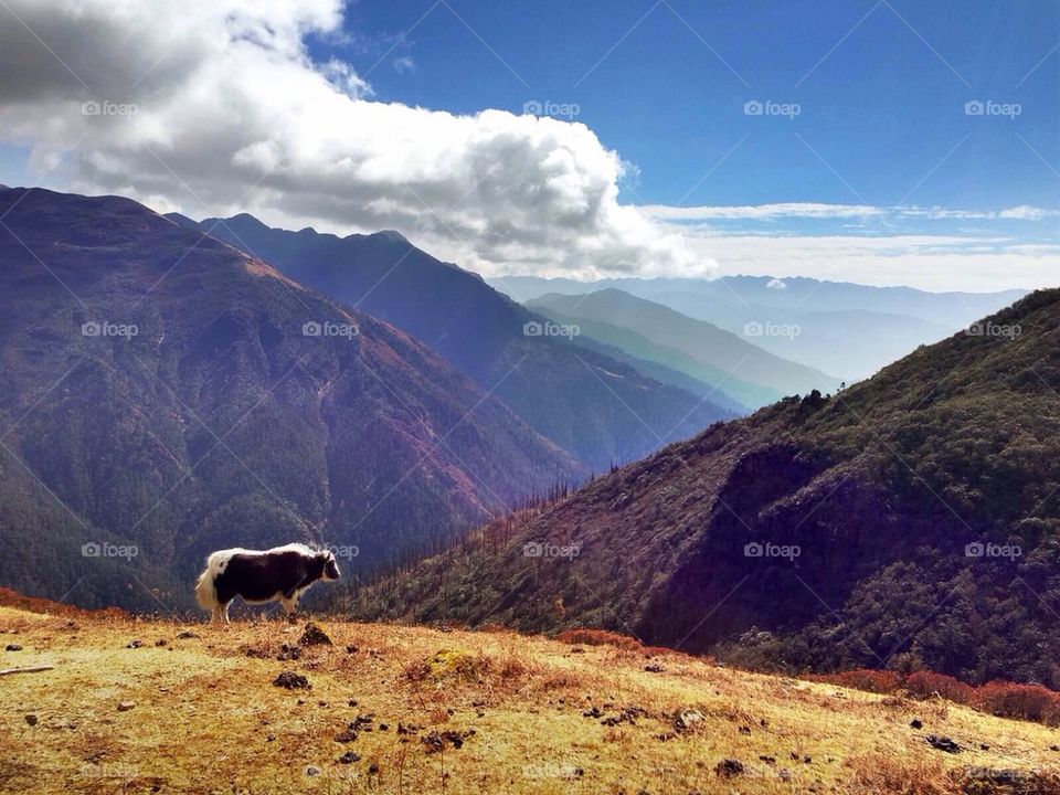 Yak in the mountains