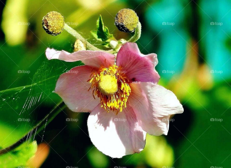 Pink flower Close-up with spiderweb