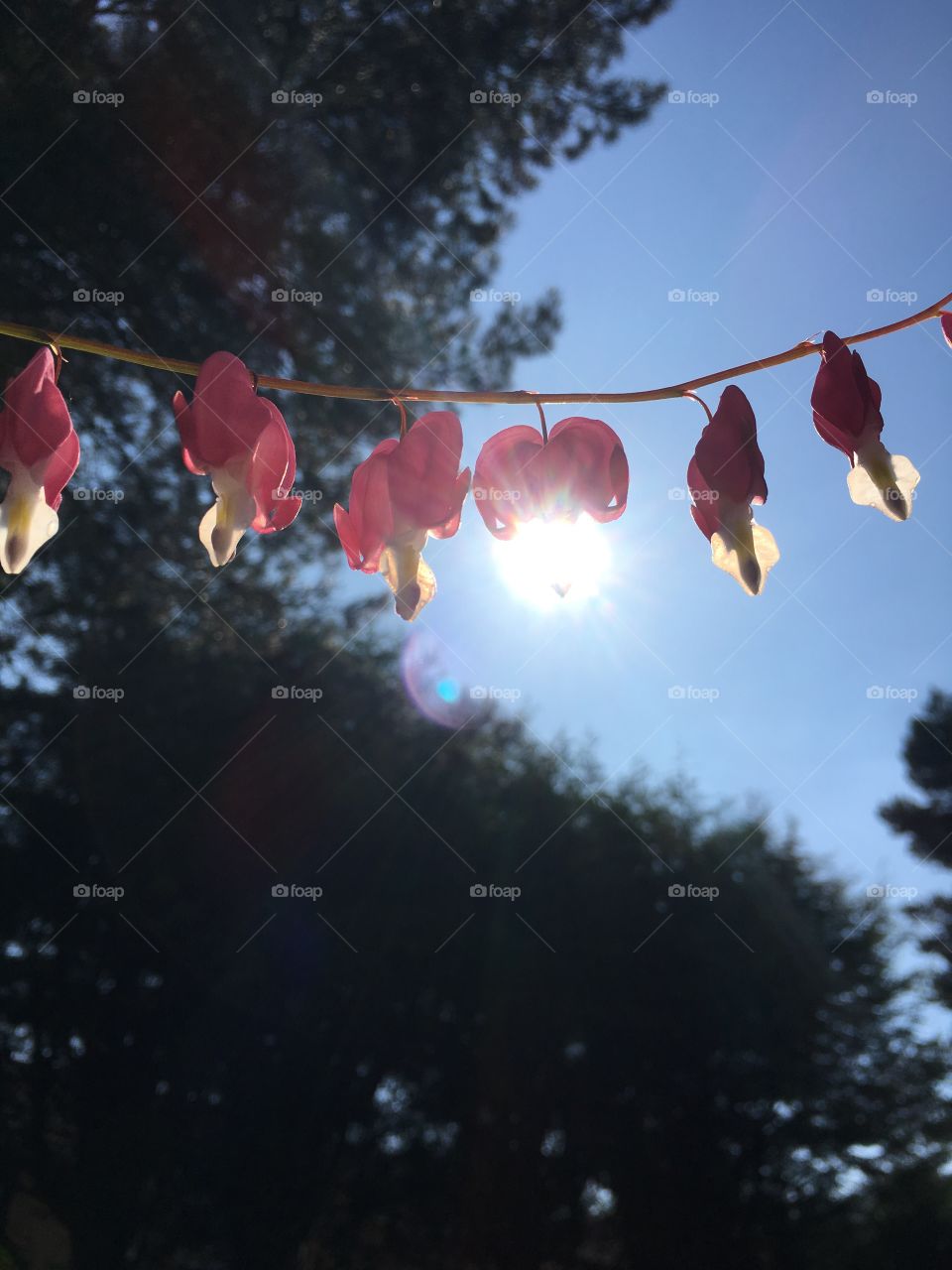 Stem of hanging pink,white and yellow bleeding heart dicentra flowers against a backdrop of pine trees and blue summer sky with the sun shining in the centre 