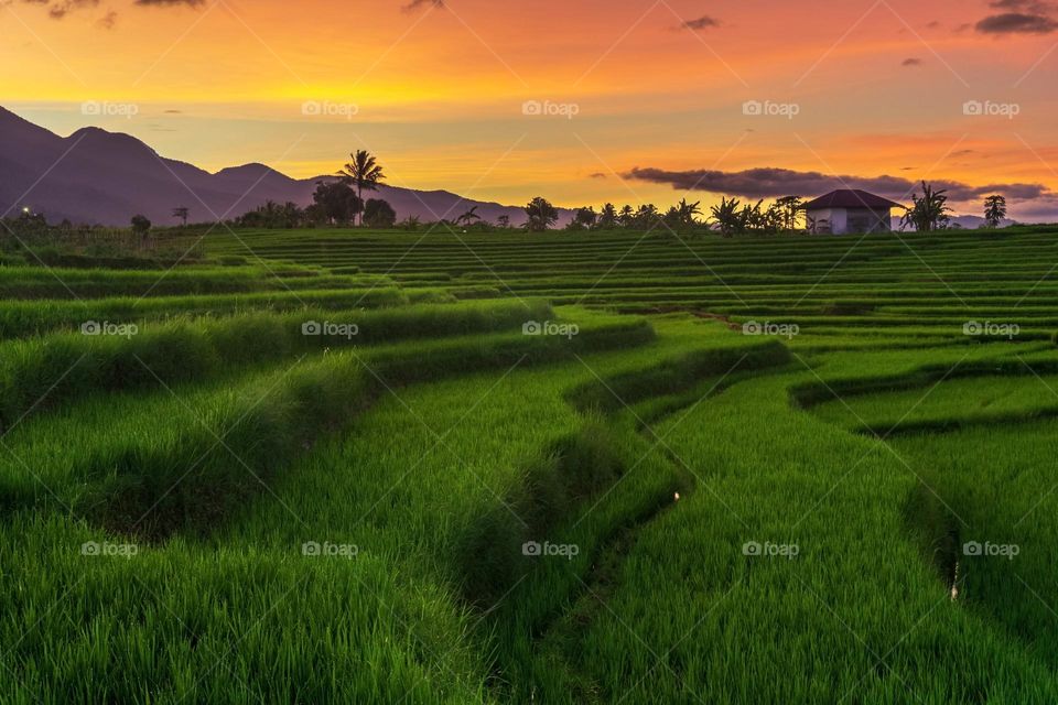 beauty morning at paddy fields