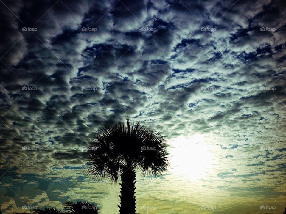 sky pattern palm clouds by hayen