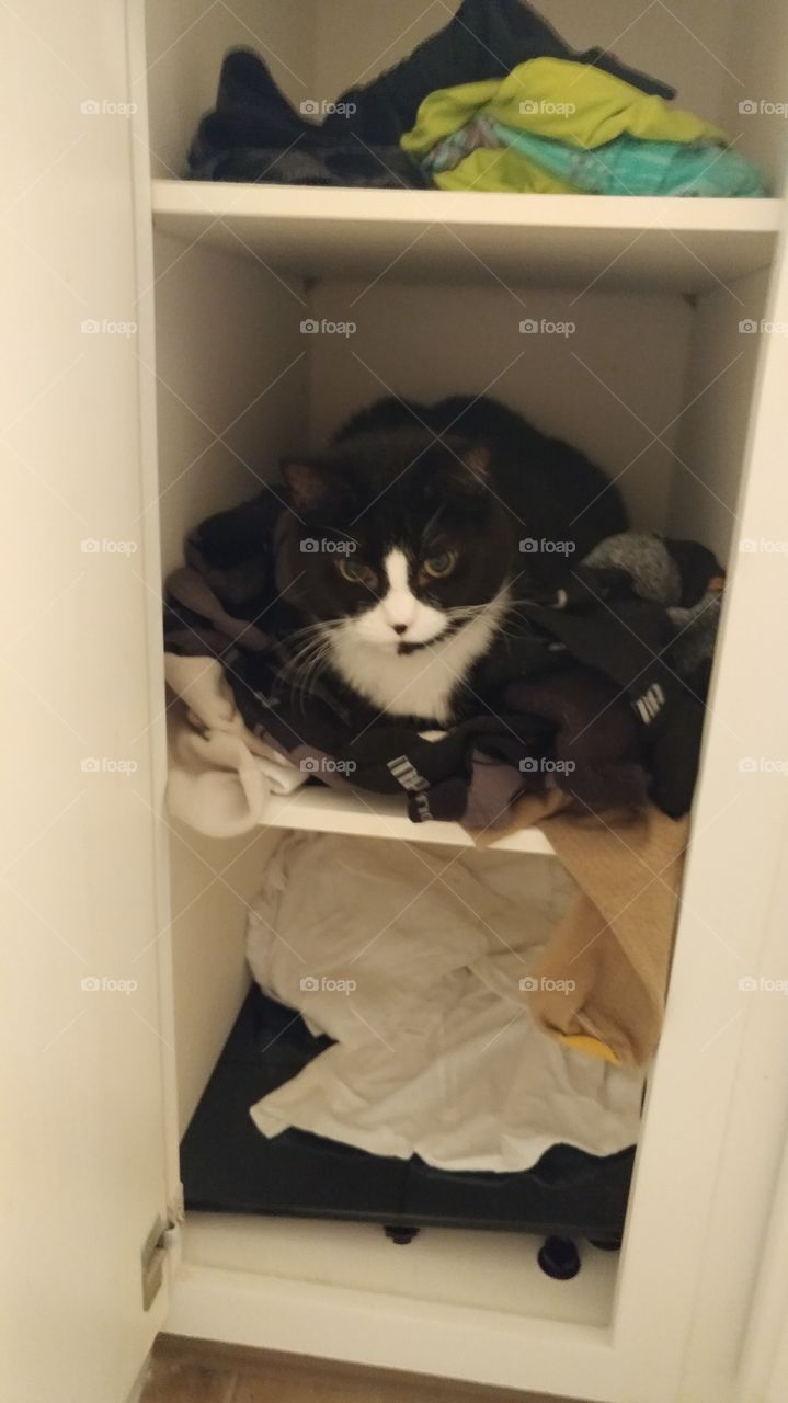 Cat in the Closet