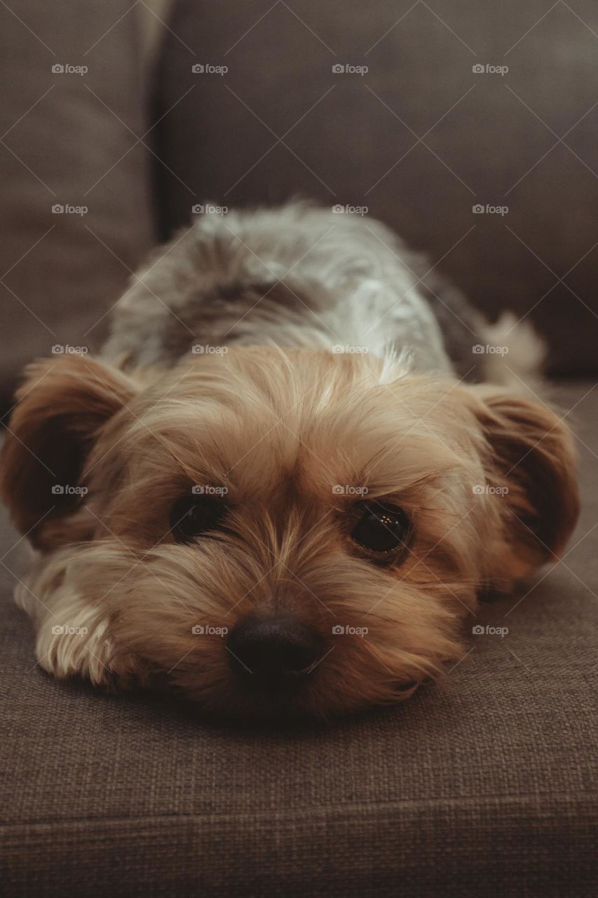 Yorkshire Terrier - Name: Sclipi - he likes photo shooting