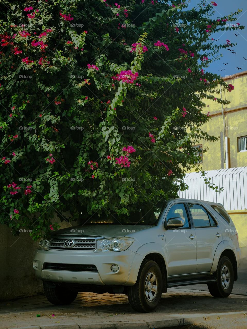 A car is parked under a beautiful bougainvillea.