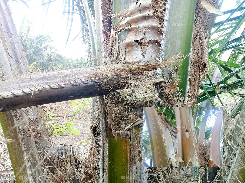 palm frond are attacked by orites beetler