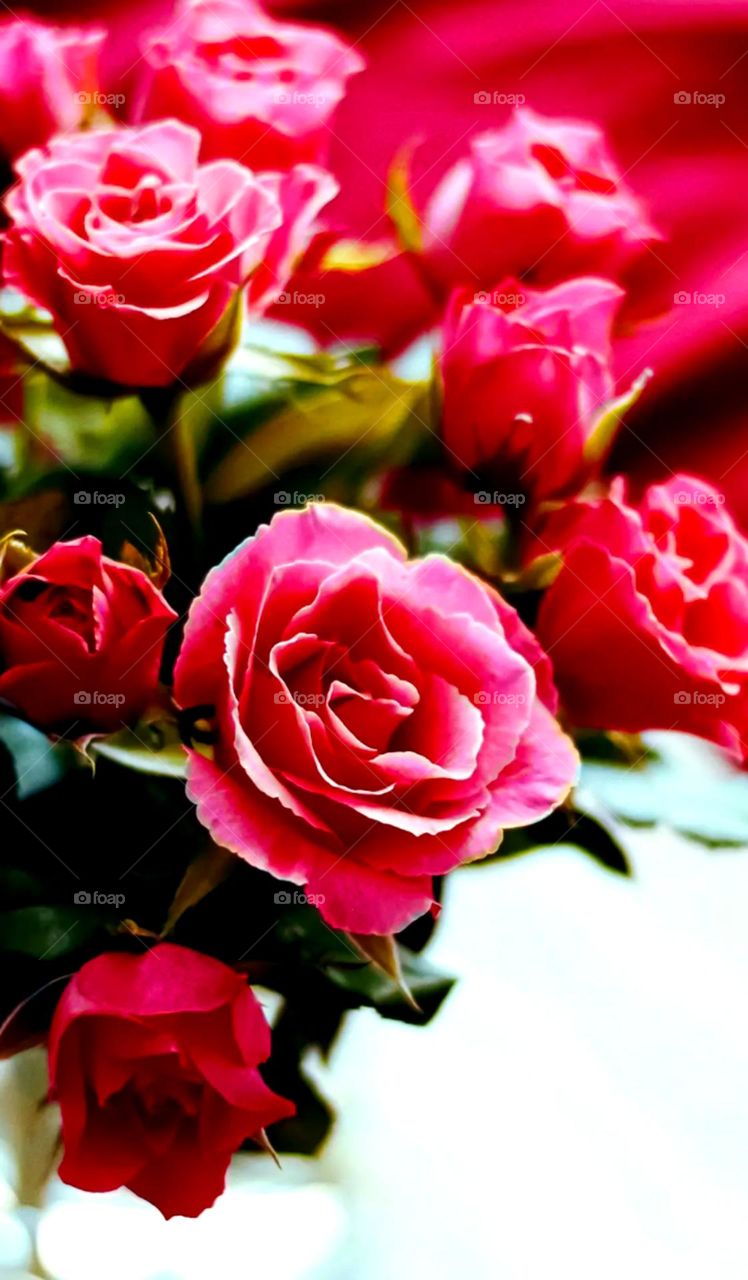 Beautiful pink and d red colour roses on leaf looks so nice