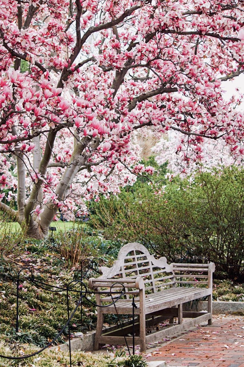 Springtime blooms 