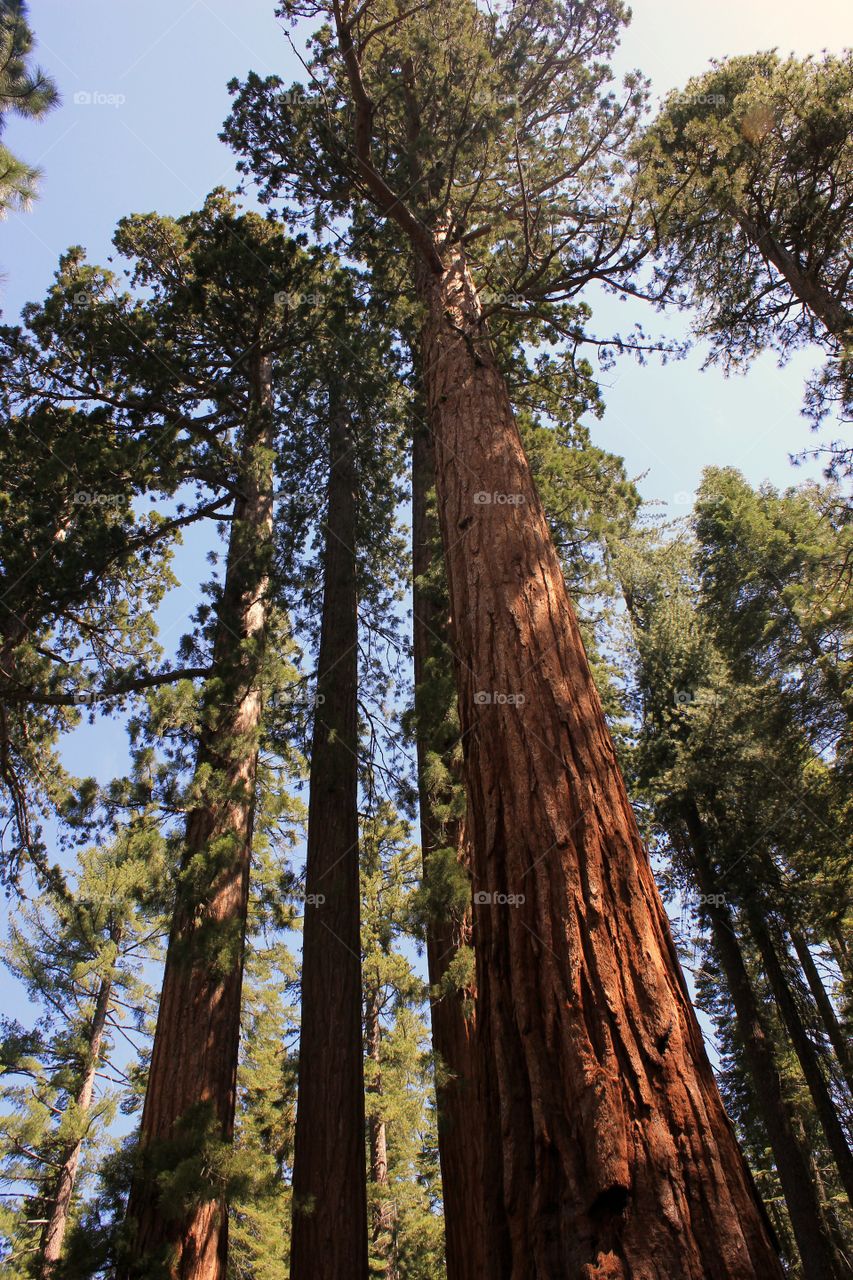 Giants sequoias 