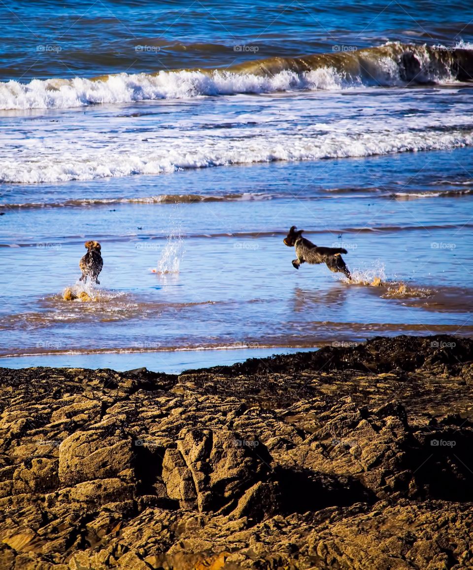 Two dog playing in sea