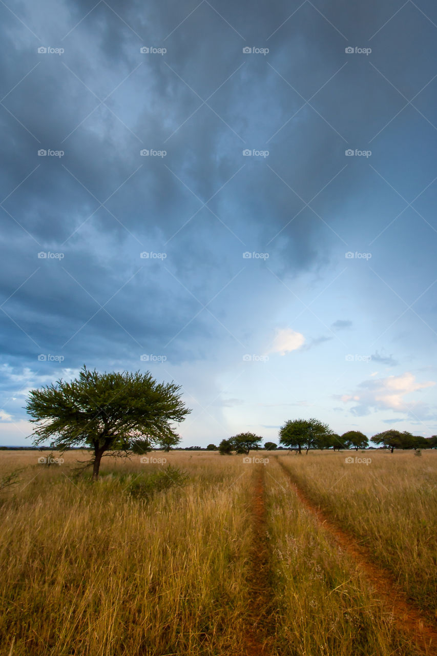 Leading lines and rule of thirds in this composition. Image of road in the bush leading into the distance with a thorn tree in the grass and moody clouds, South Africa