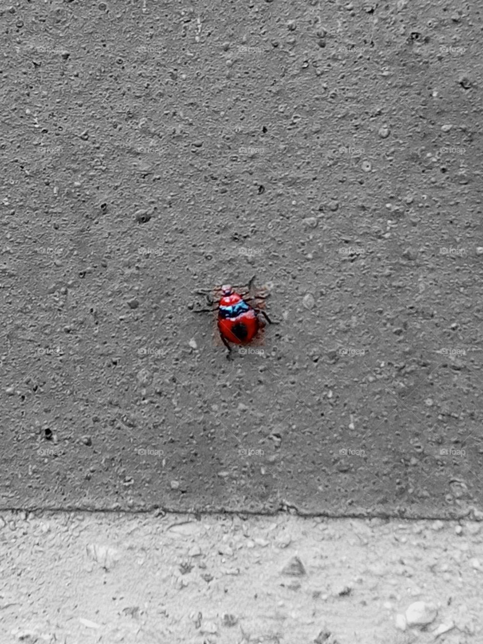 Un insecto particular/A particular bug