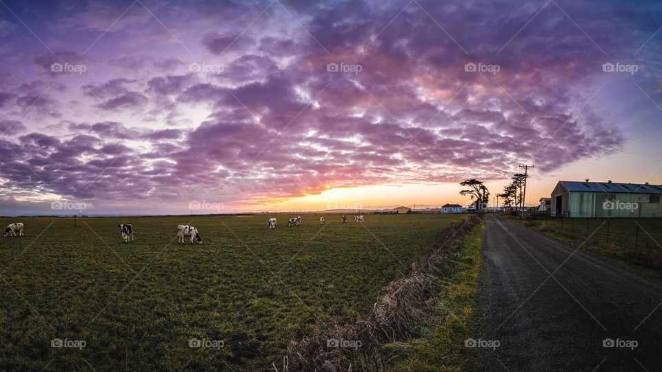 Cow grazing in pasture at sunset