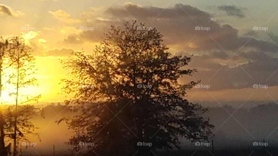 tree silhouette against sunrise