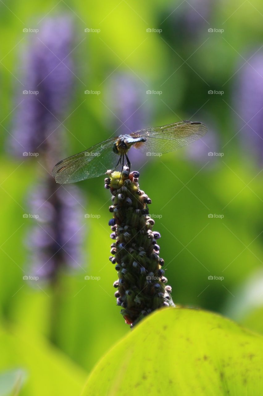 Summer Sunday Dragonfly