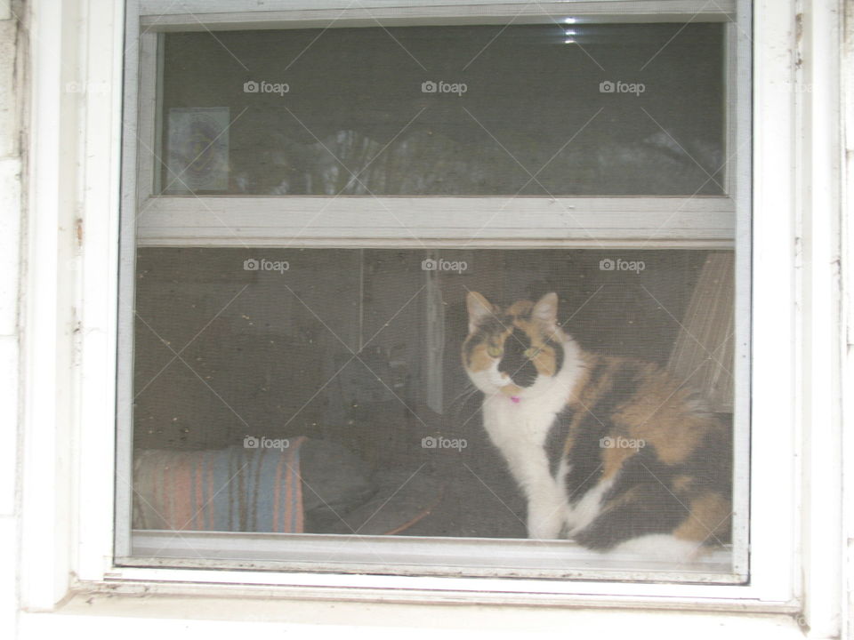 Cat surveying the neighborhood 