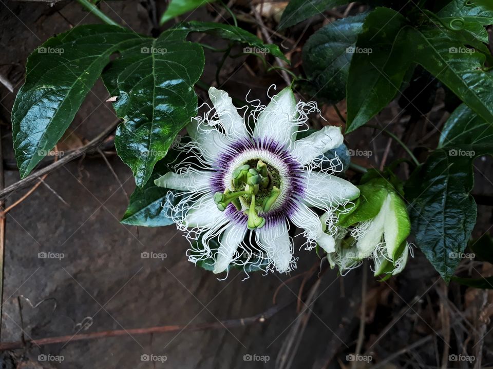 Macro photography of passion fruit flower