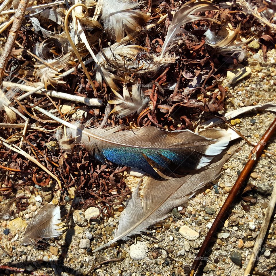 Nature, Bird, Wildlife, Animal, Feather