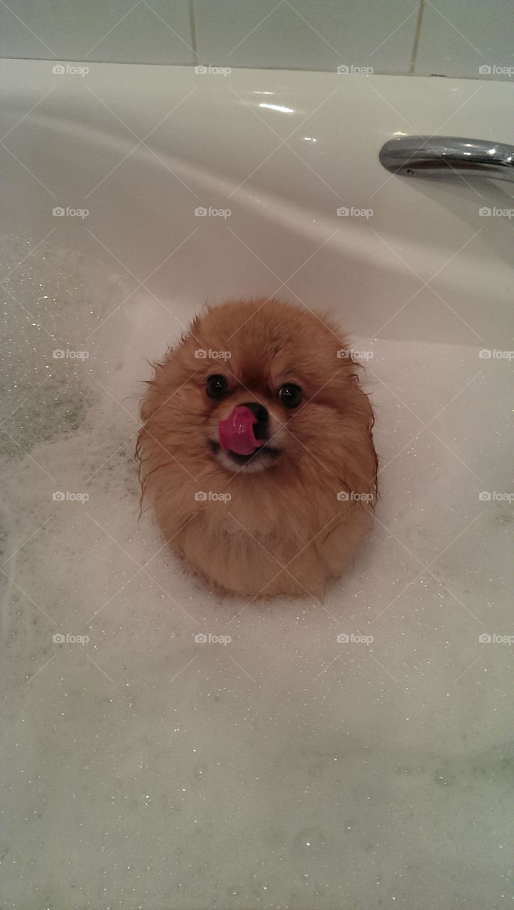 Fluffy cute pomeranian licking his nose in a bathtub