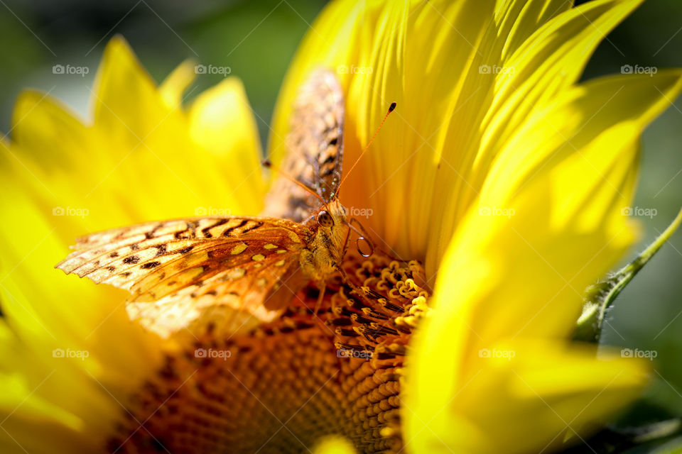 Butterfly on a sunflower