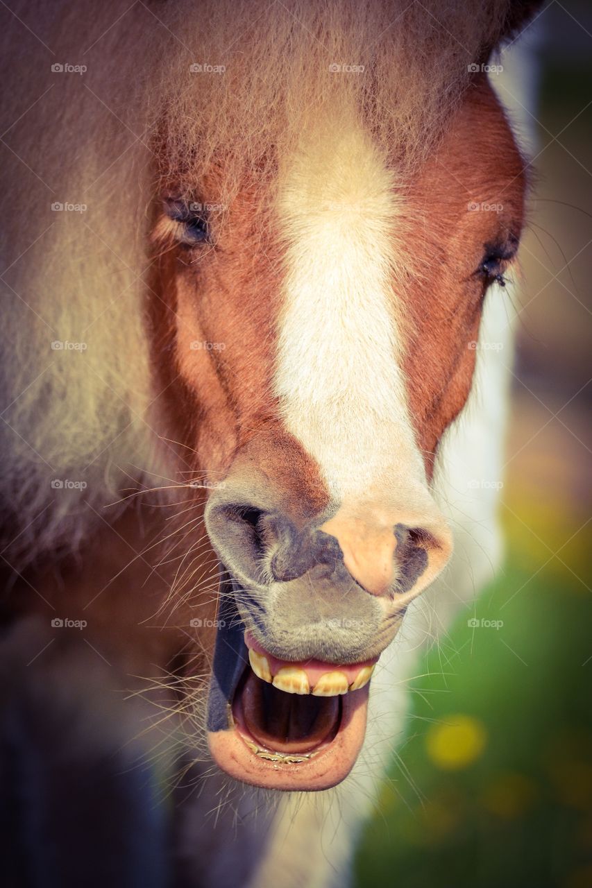 Pony. A pony with a smile