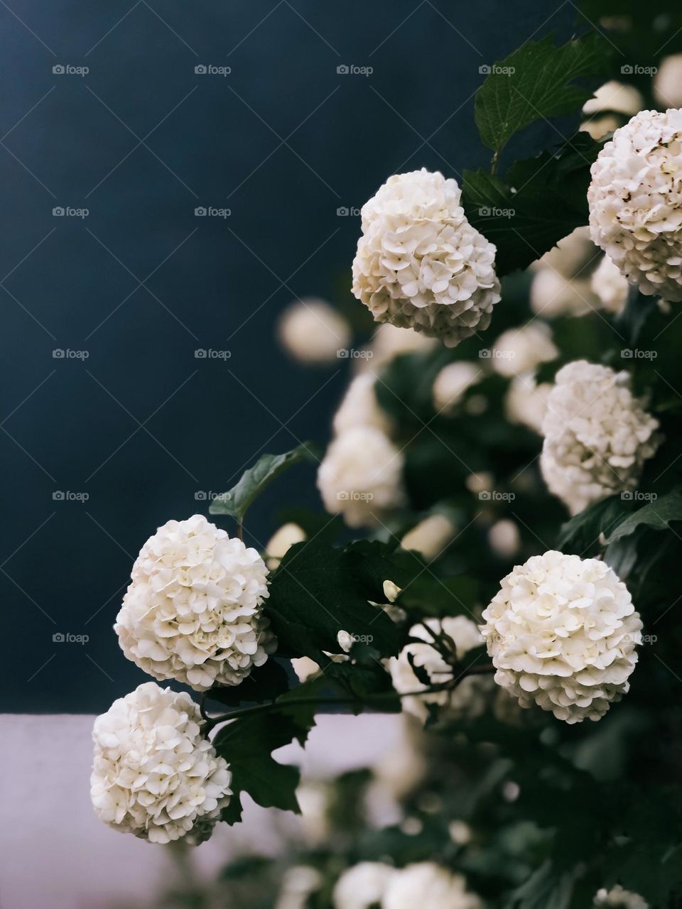 Beautiful white hydrangea on grey background 