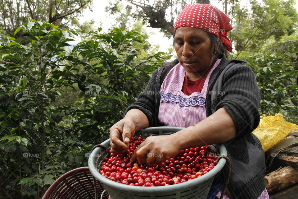 Woman, Work, Coffee, Farm, Guatemala