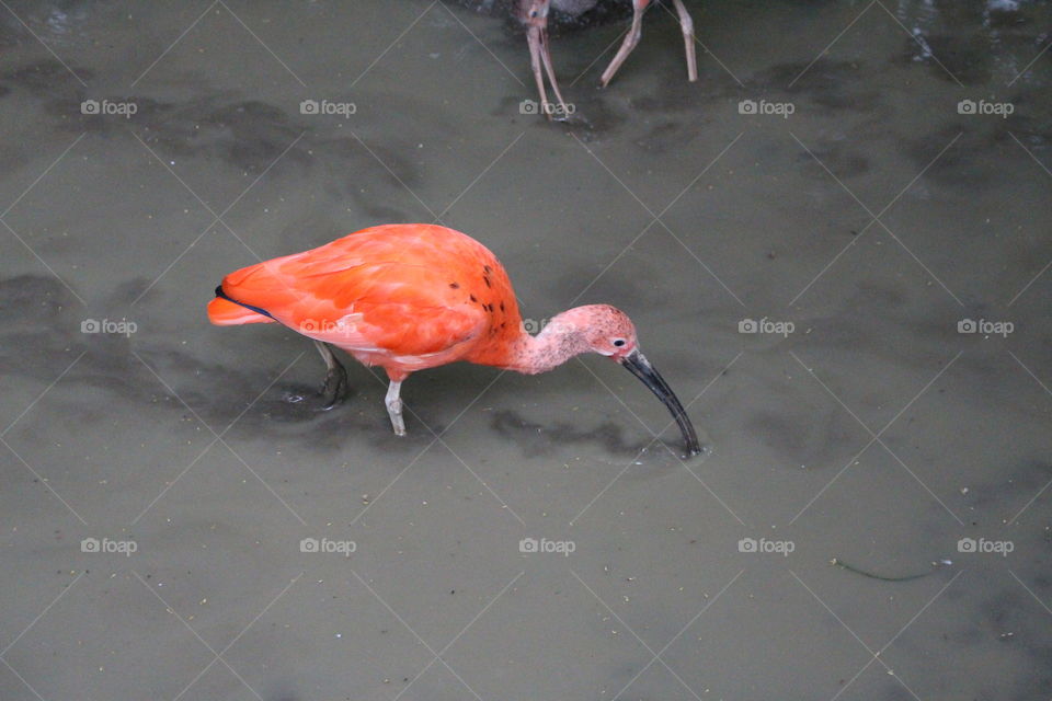 Scarlet Ibis