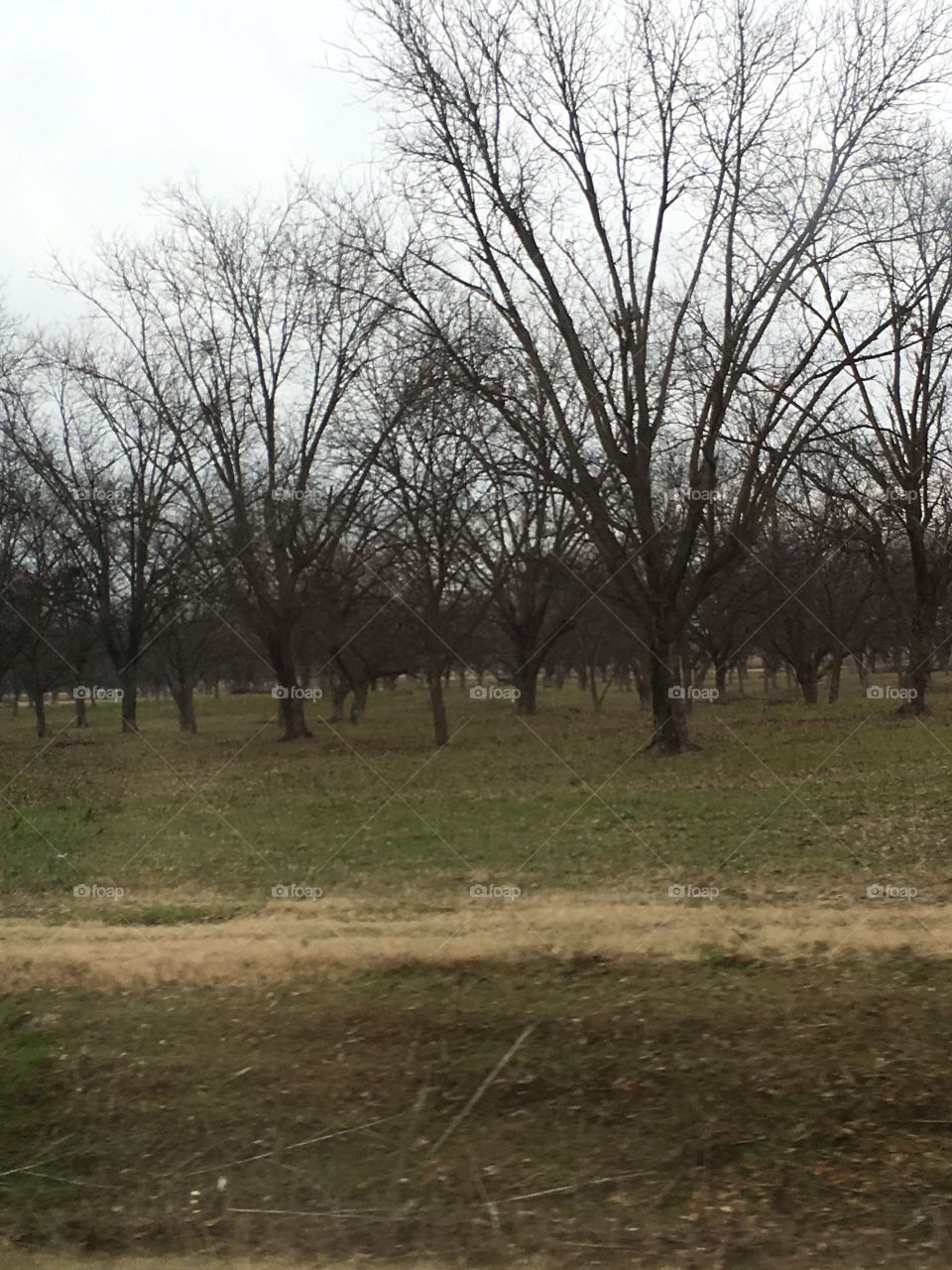 Landscape, Tree, No Person, Nature, Environment