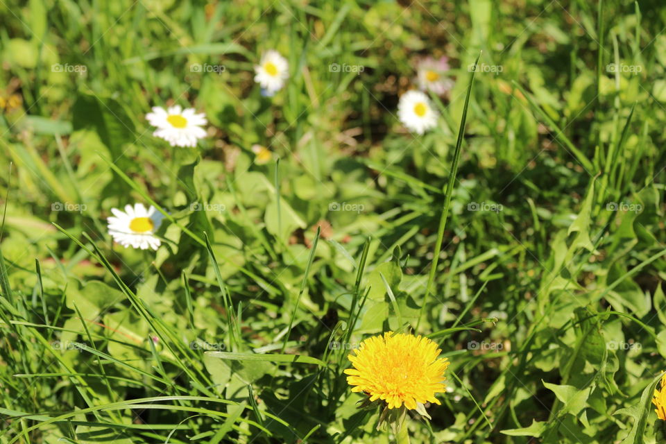 flowers