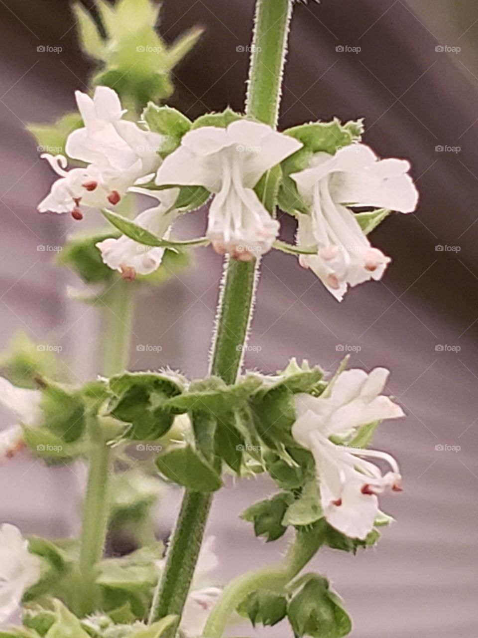 basil blooms
