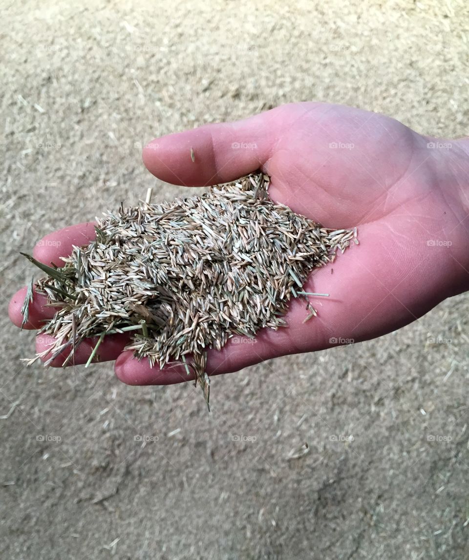 Grass seed