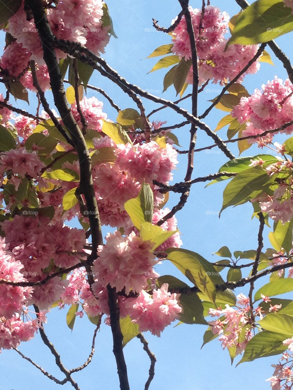 Spring summer cherry blossom tree flowers 