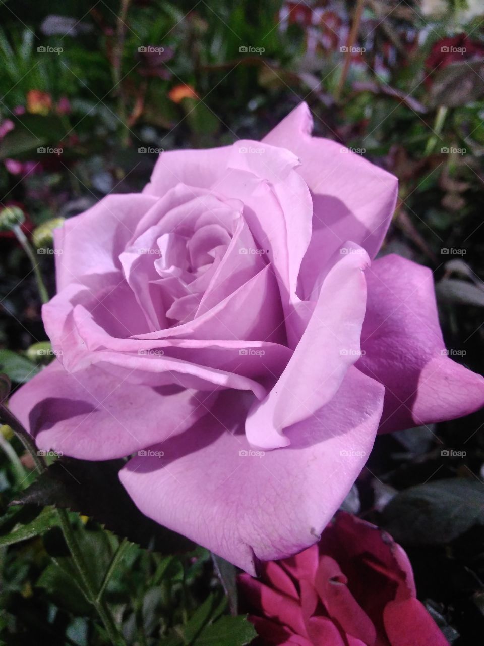 pink Rose
beauty
symbol of friendship