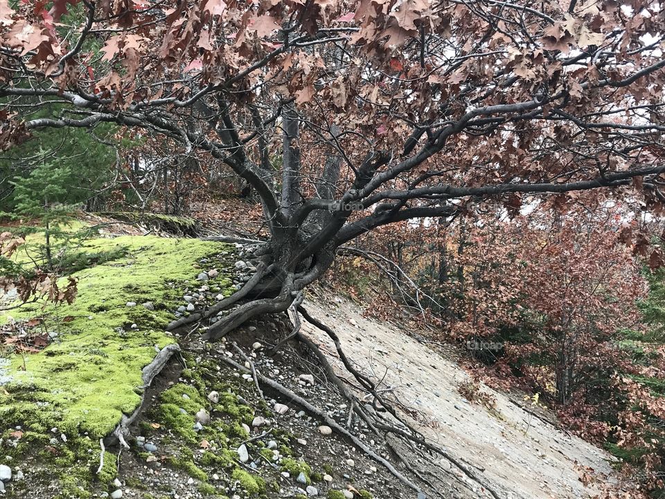 Tree growing out of ground with its roots showing