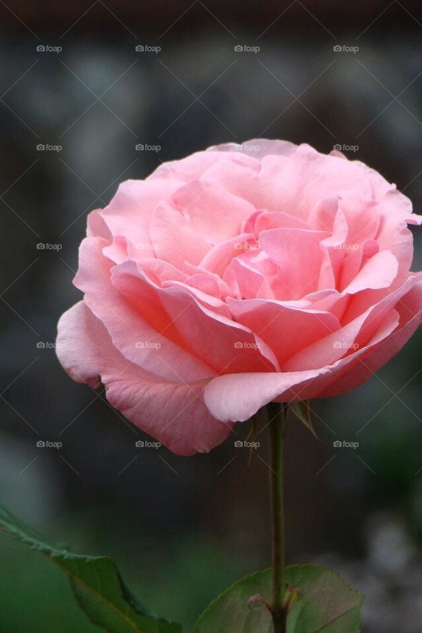 Beautiful rose