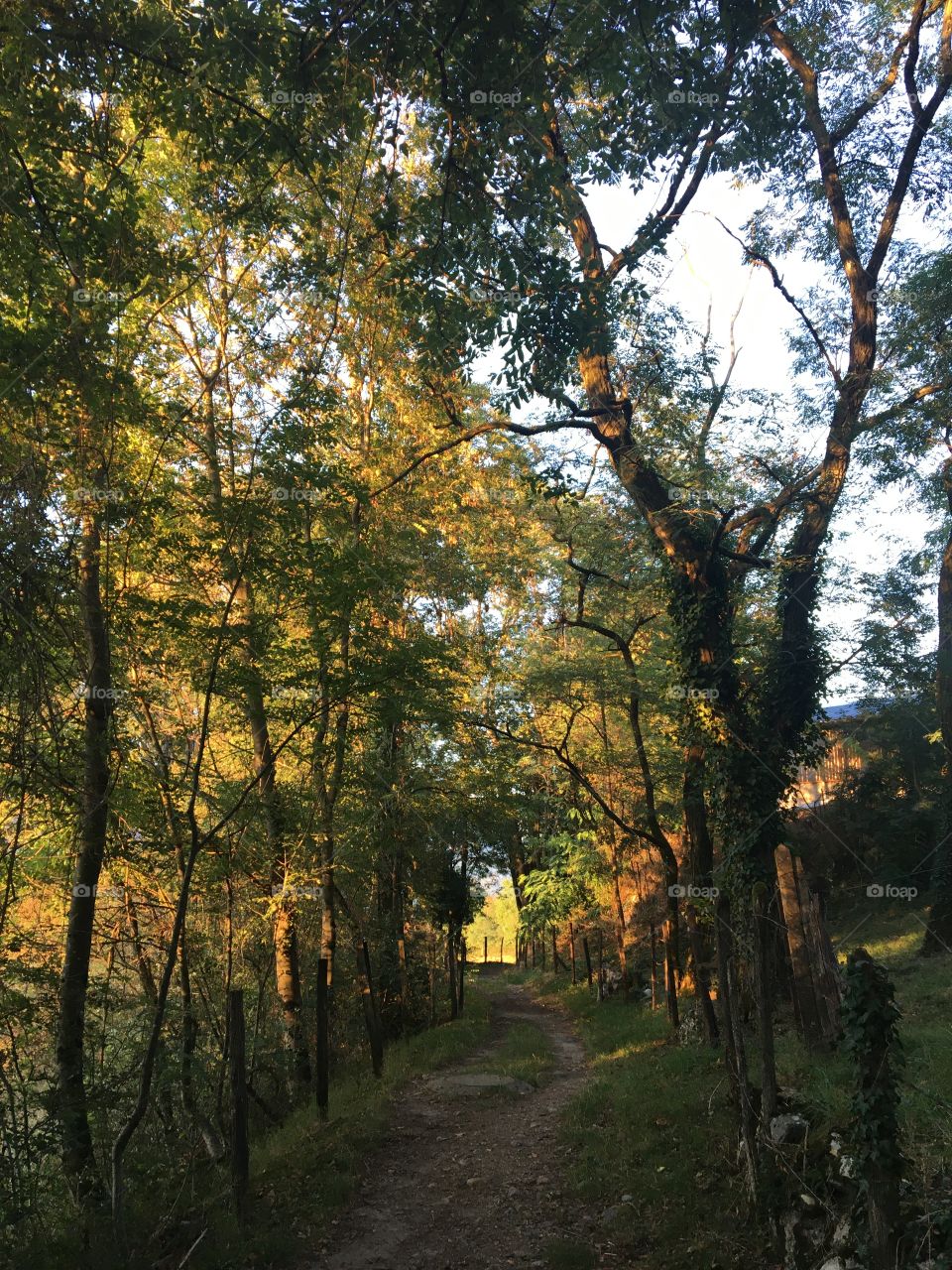 Walk with evening light