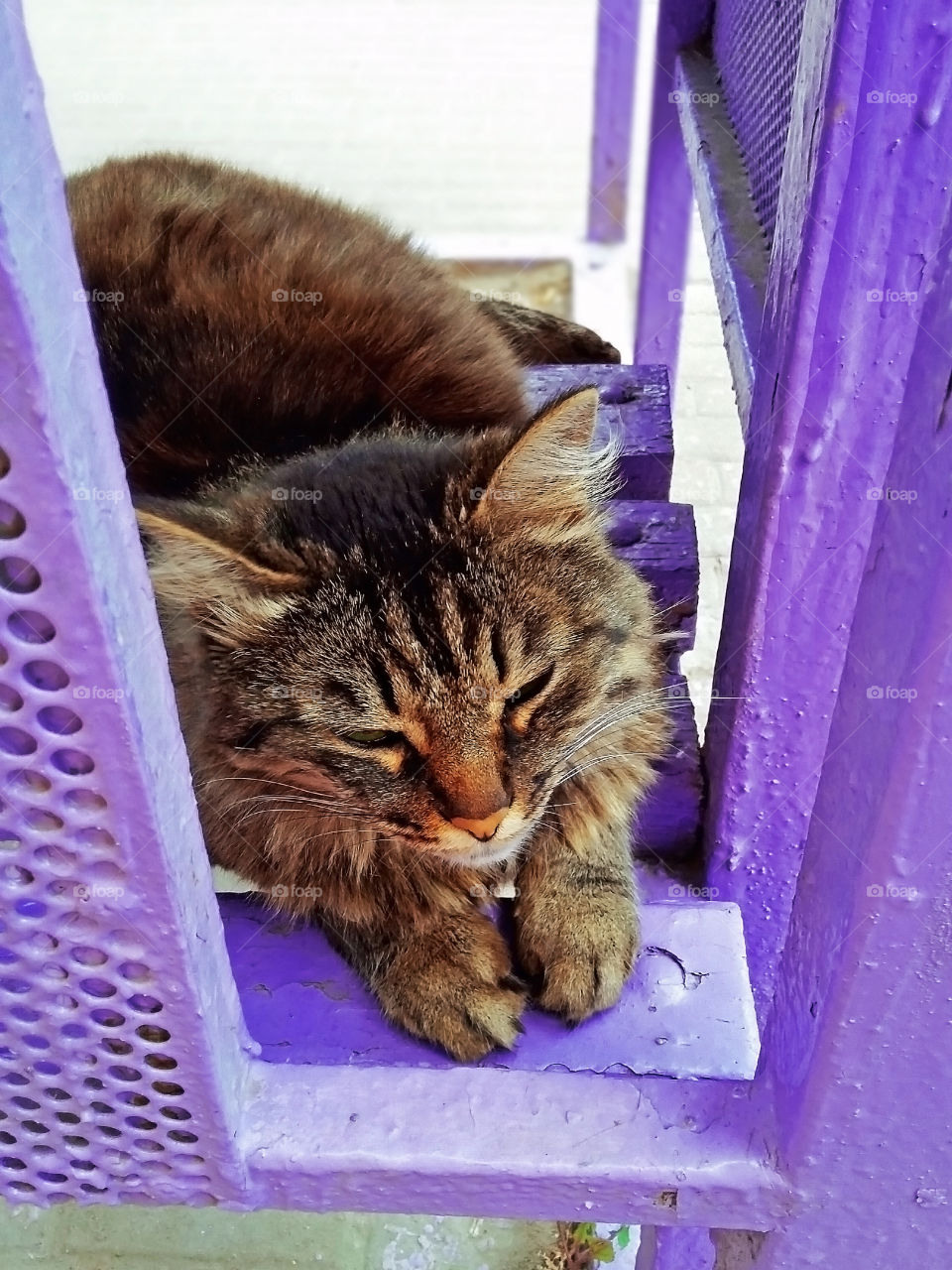 Beautiful homeless cat dozing on a lilac bus stop