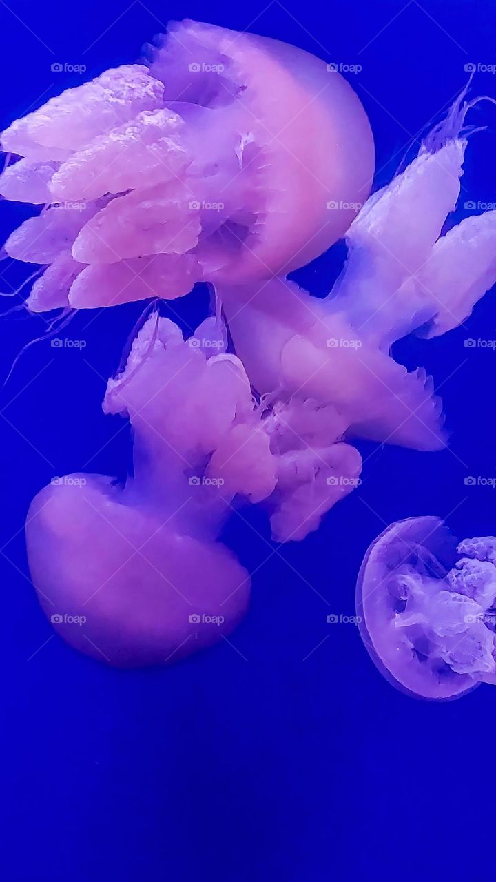 Jellyfish