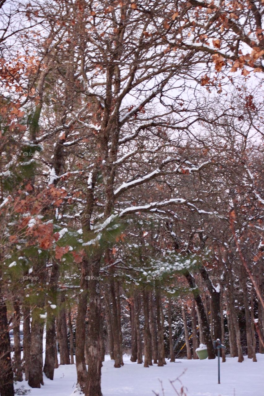 Snow Covered Fall Trees