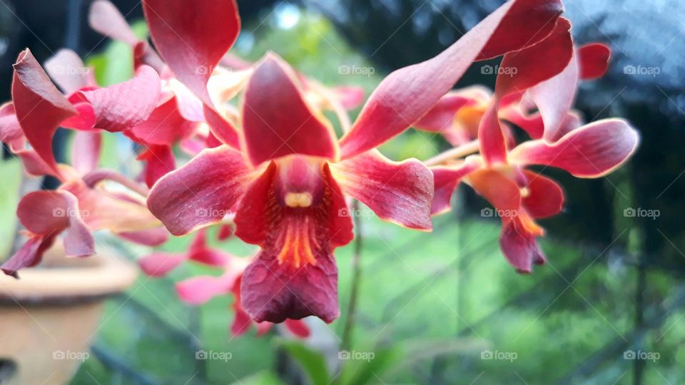 red orchid