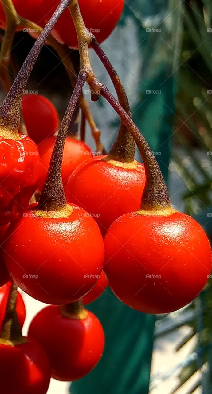 Solanum dulcamara