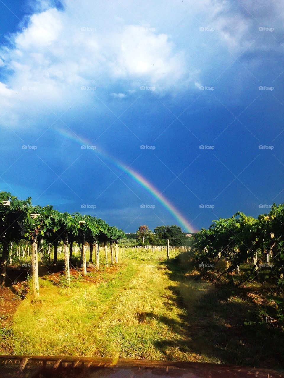 Rainbow on the vineyard