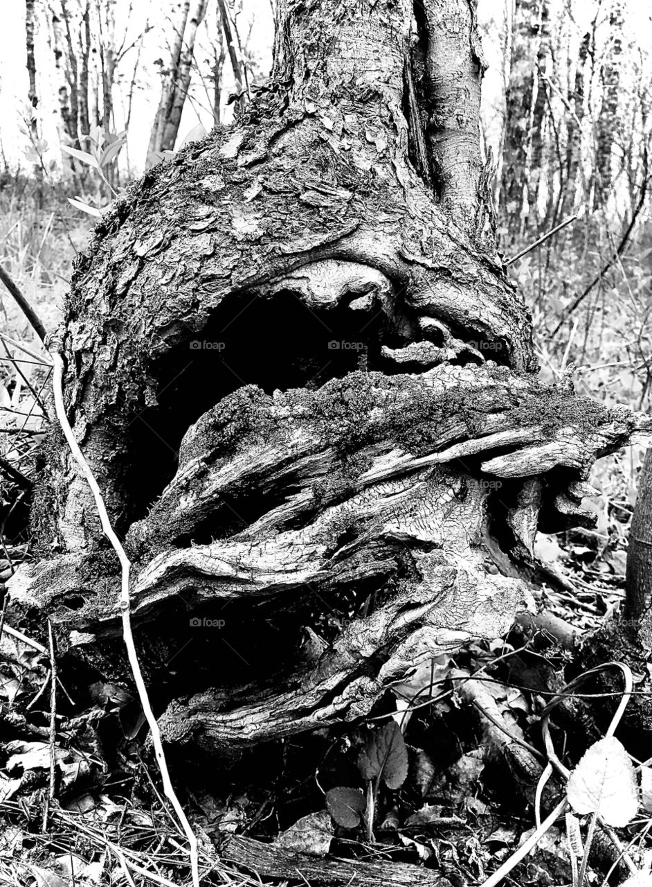 Interesting tree trunk
