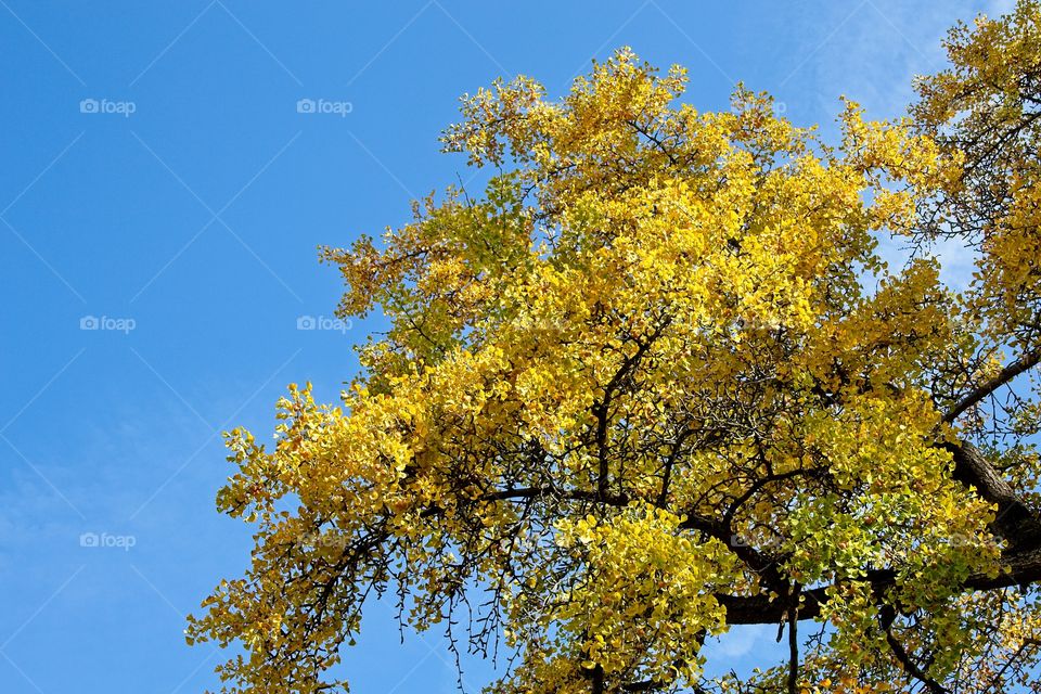 sun rays in the forest