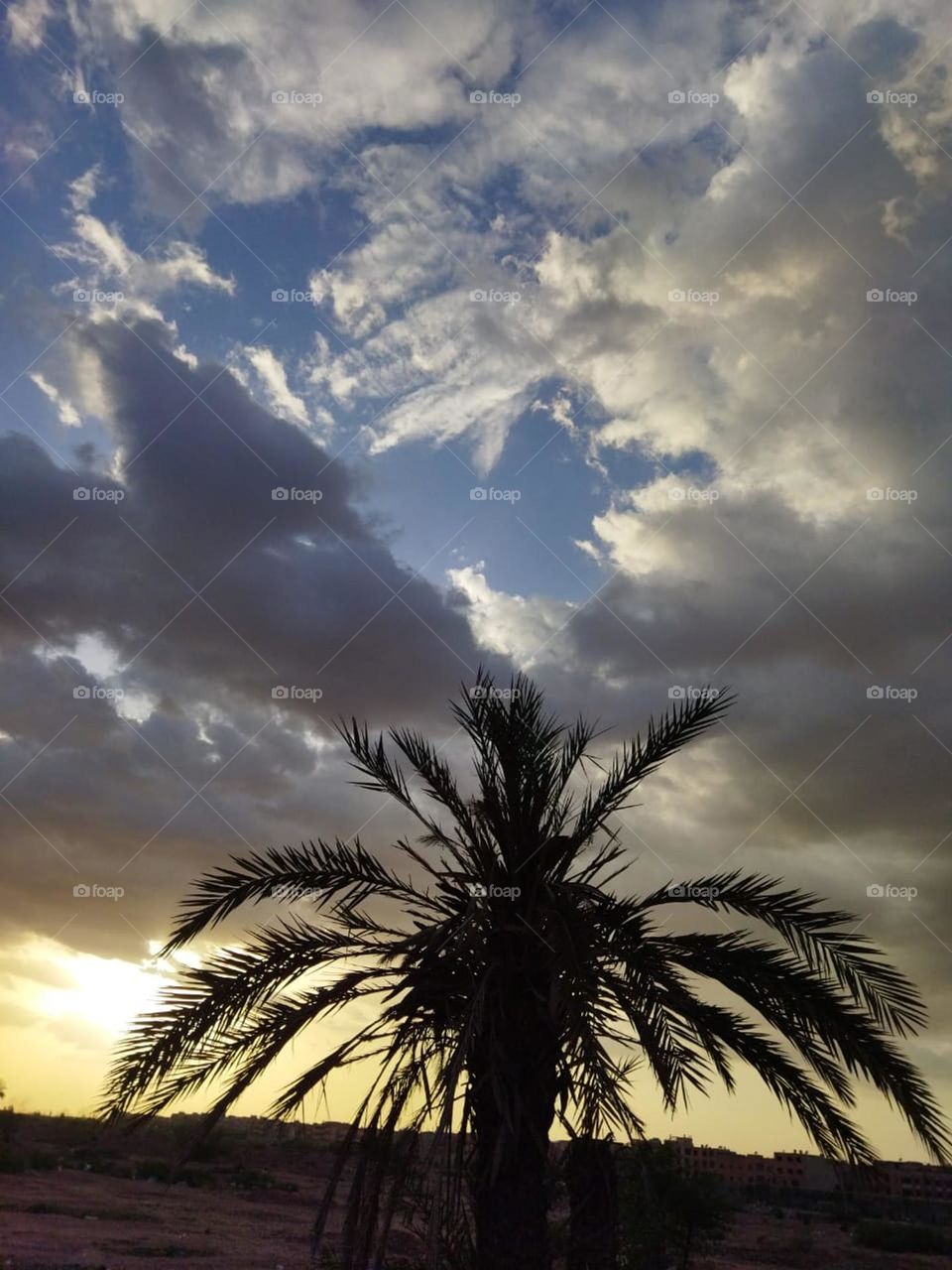 Beautiful Palm tree.