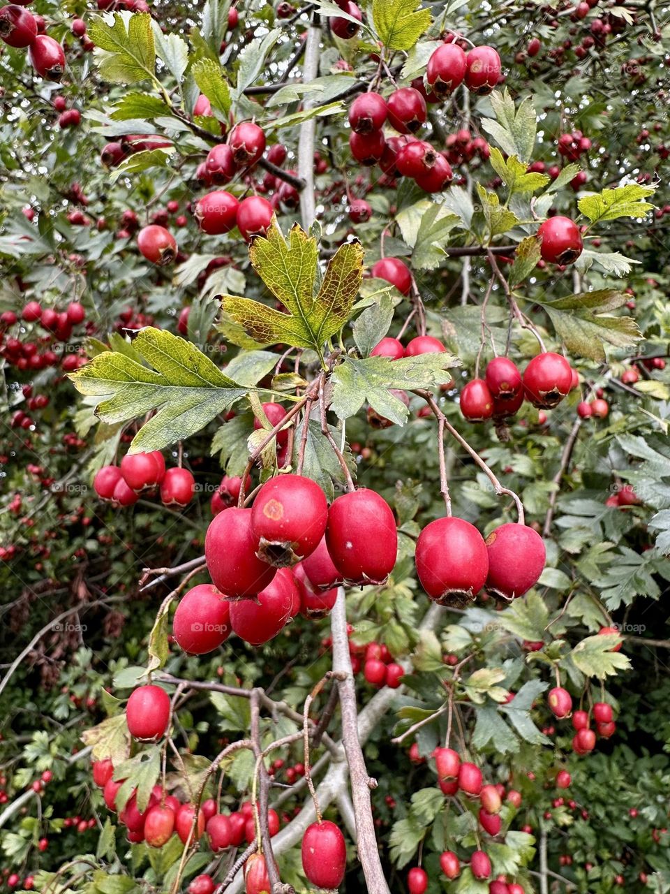 Common hawthorn red berries growing in hedge England countryside landscaping wild shrub nature close up green leaves foliage