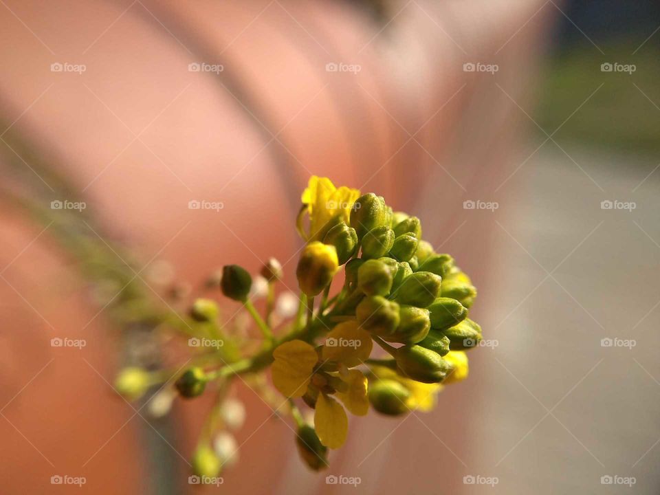 Yellow plant