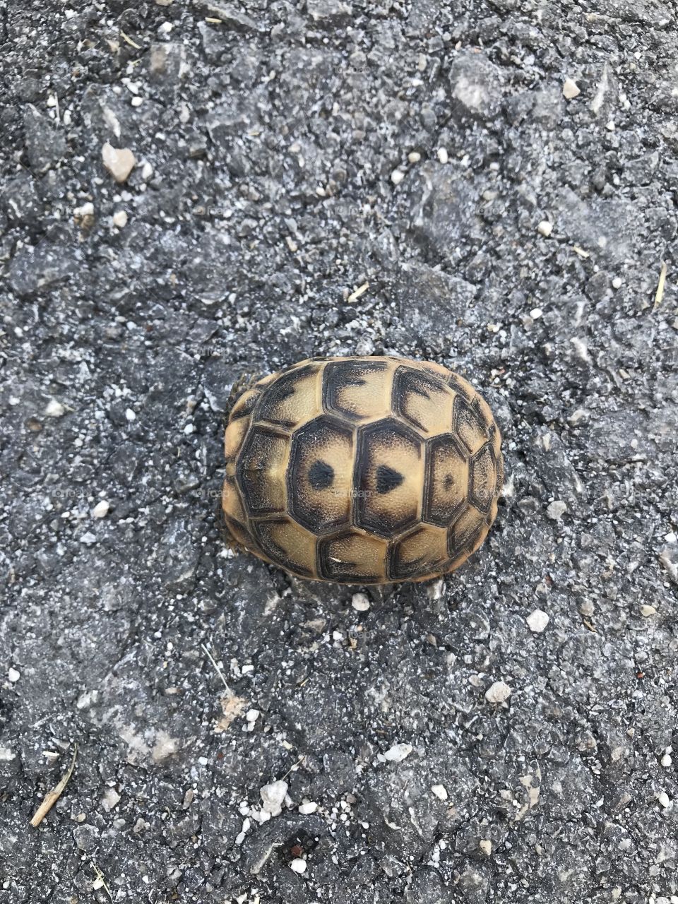 An adorable tortoise on the road 